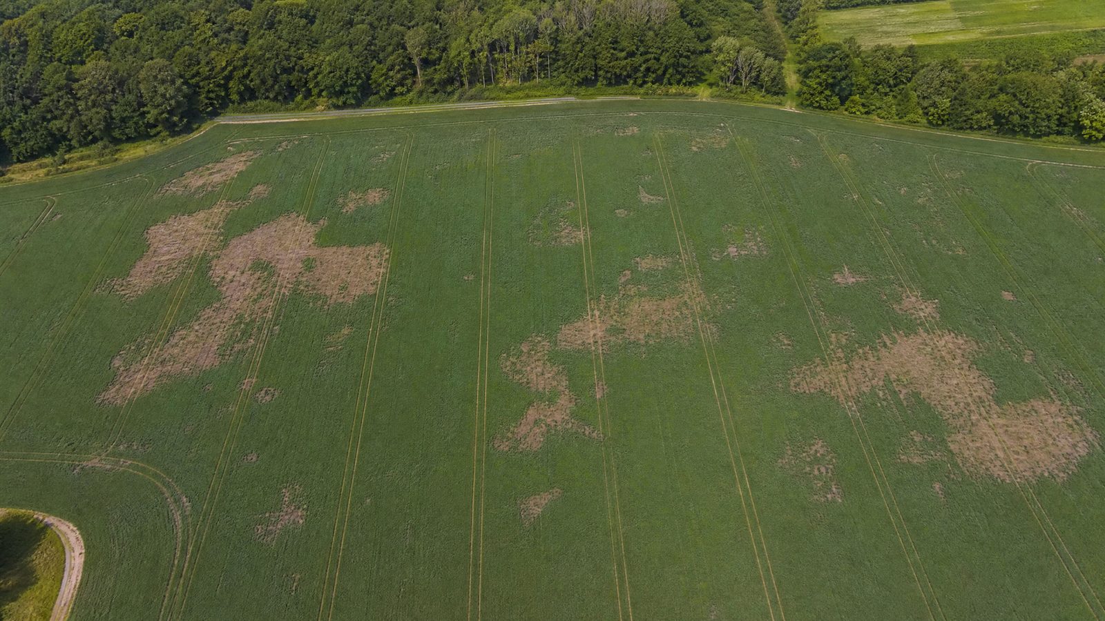 Luftbild einer landwirtschaftlichen Fläche mit sichtbaren Wildschäden